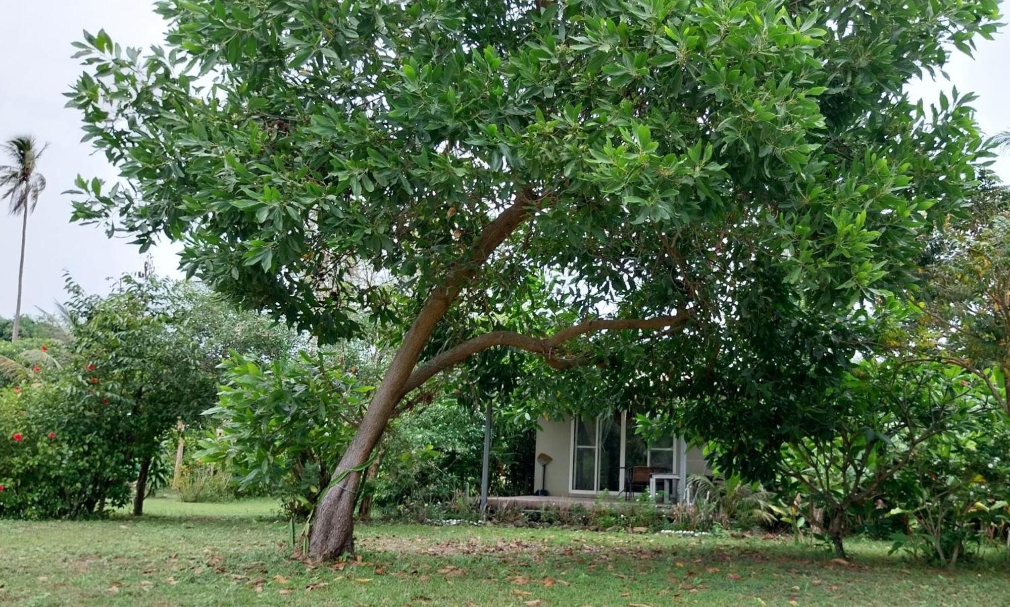 Naivacha Tent Koh Mak Luaran gambar